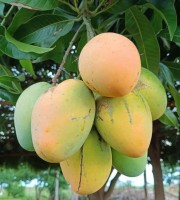 30 কেজি  গোবিন্দভোগ আম 135 টাকা করে 4050 টাকা