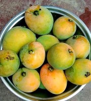 20 কেজি গোবিন্দভোগ আম 135 টাকা করে 2700 টাকা